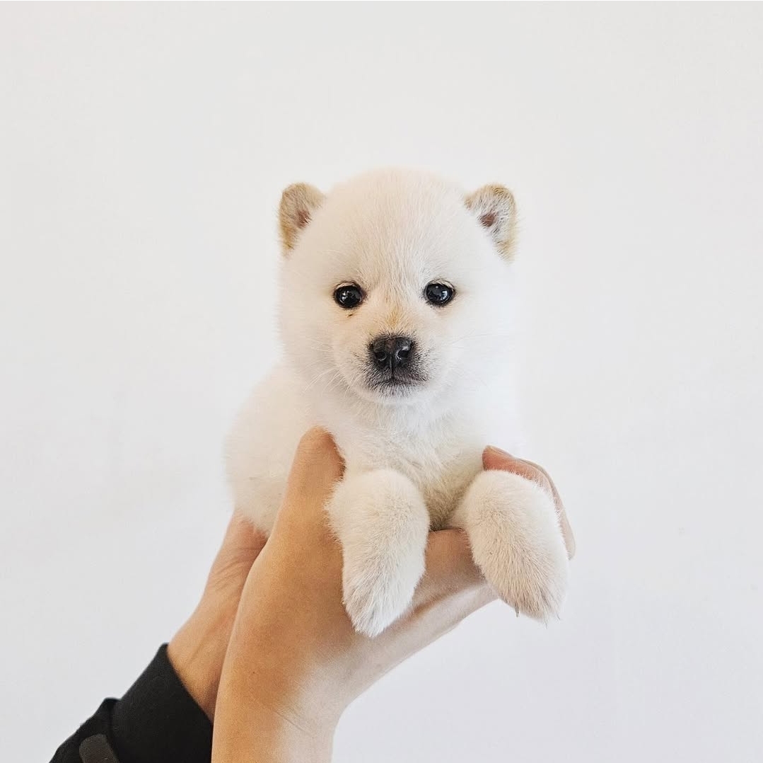 시바이누 왕자 2개월