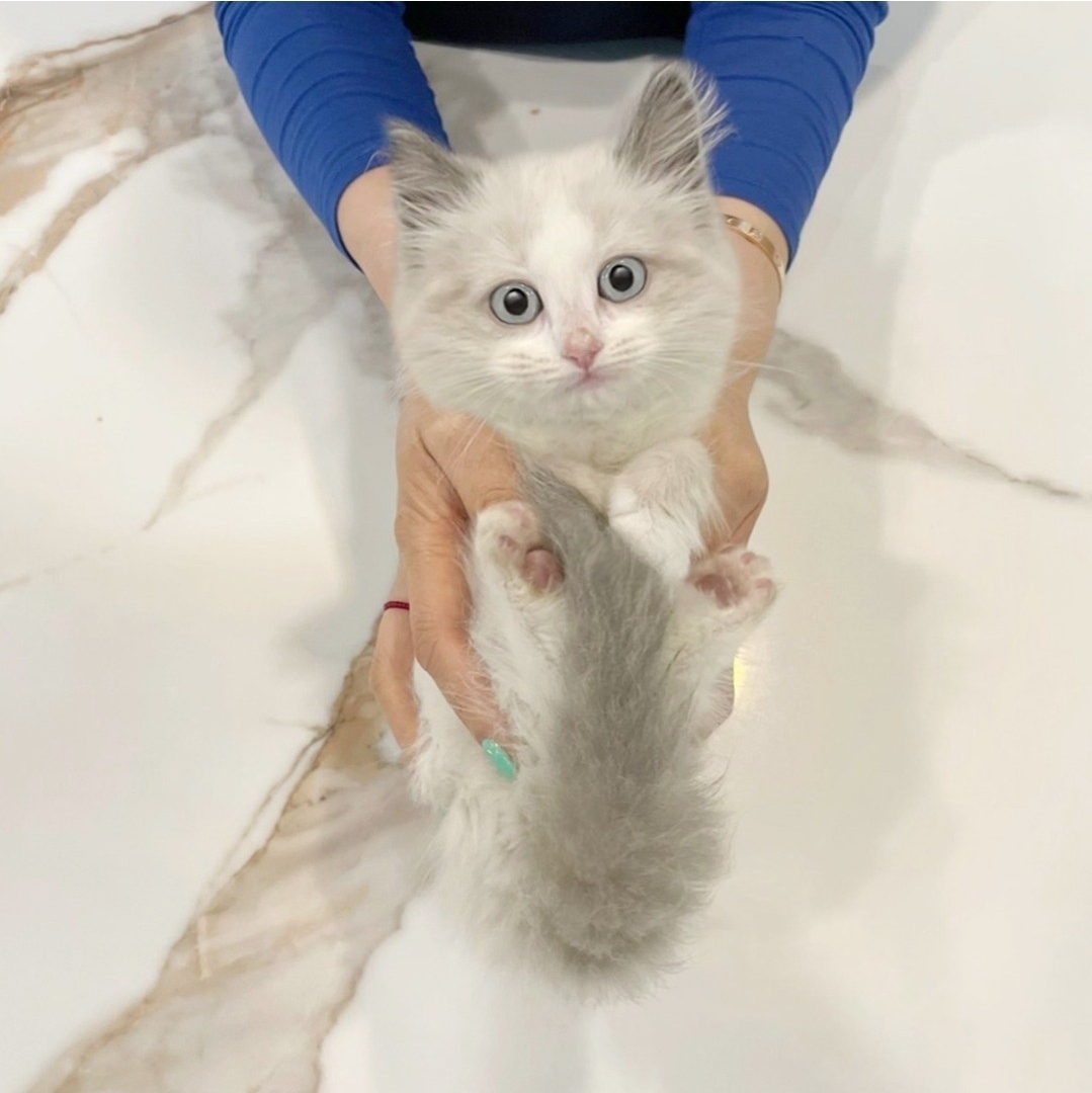 렉돌 공주 2개월