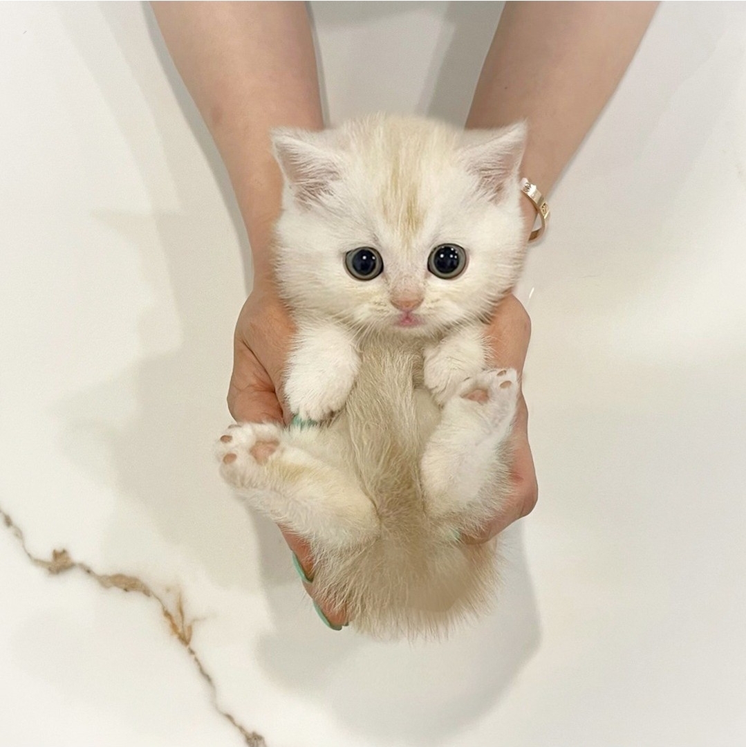 브리티쉬 공주 2개월